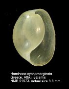 Haminoea cyanomarginata